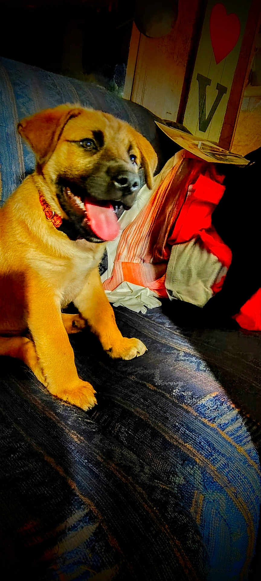 Odie My Boy
