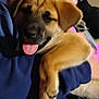 puppy, dog, pet, tongue_out, fur, paw, indoor, person_holding, blue_hoodie, cozy, affection, close_up, animal, cute, young_dog, warm_light, home, love, smile, comfort