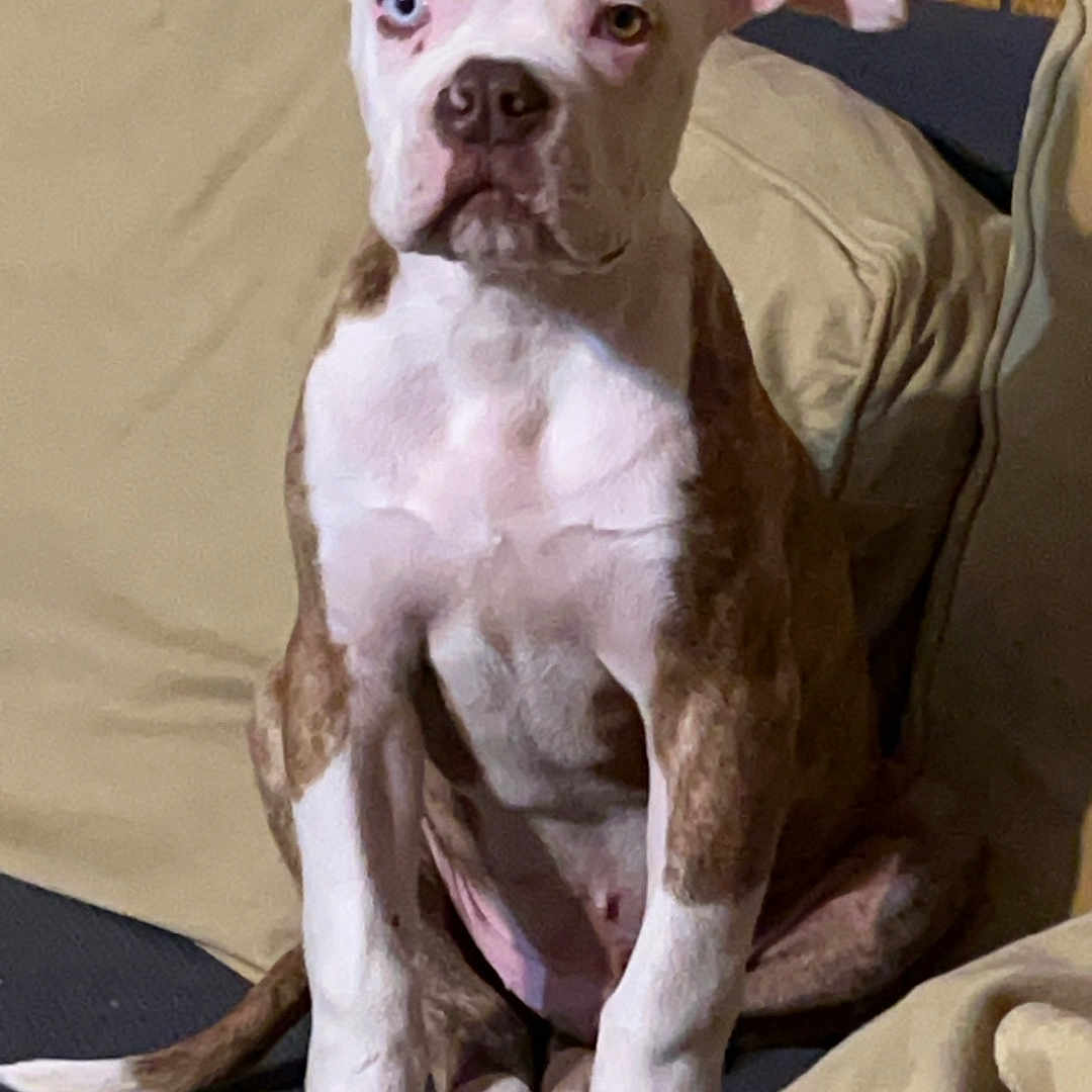 Tank joined the competition — help win amazing prizes! animal, bostonbull, boxer, bulldog, canine, couch, cushion, dog, face, frenchbulldog, furniture, head, hound, person, pet, pitbull, pointer, puppy, snout, whitedog