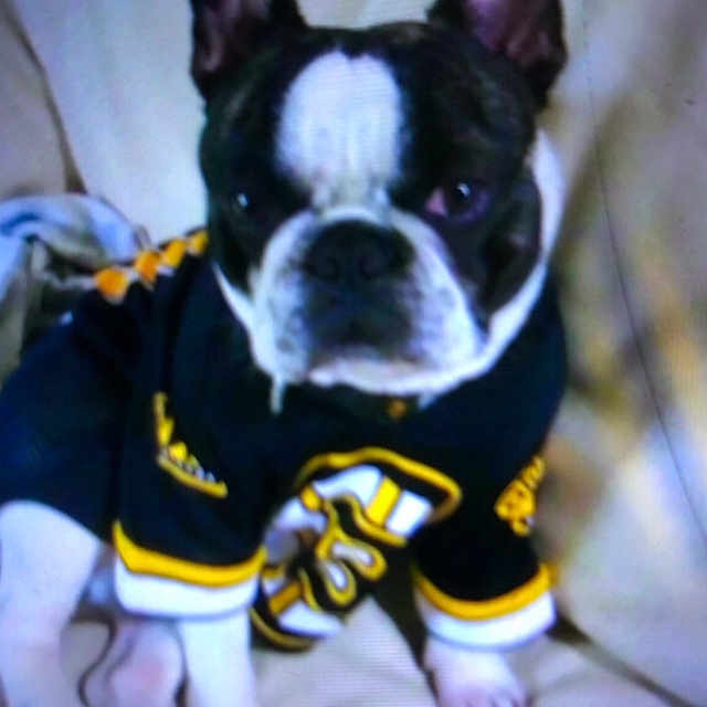 Koda is registered to the contest to win money with this photo: animal, black_and_white, blurry, canine, clothing, companion, couch, cute, dog, ears_up, face, fur, indoor, jersey, paws, pet, portrait, resting, sitting, small_dog