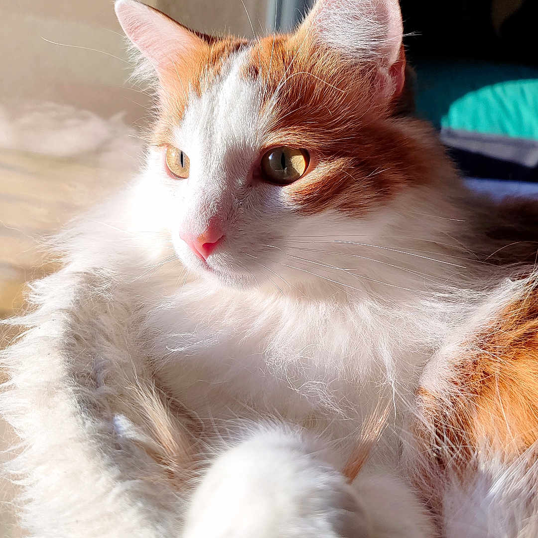 Suky participe au concours pour gagner de l'argent avec cette photo : cat, close_up, cozy, ears, feline, fluffy_bed, fur, golden_eyes, indoor, long_fur, orange_and_white, paw, pet, pink_nose, portrait, relaxed, soft_texture, sunlight, whiskers, window_sill