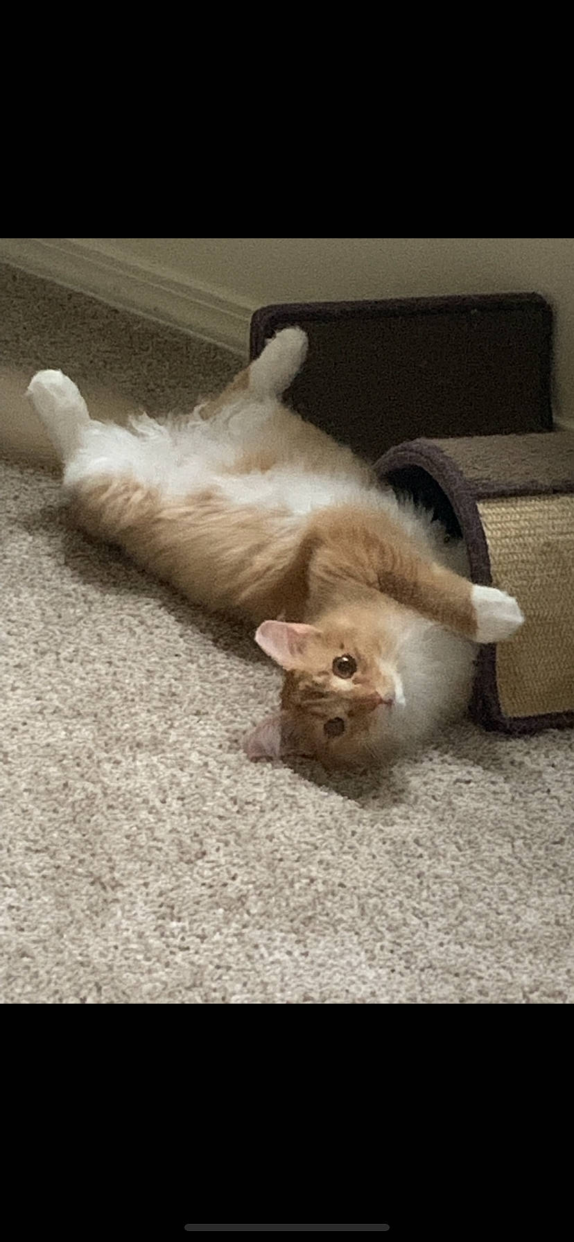 Pumpkin Pie is registered to the contest to win money with this photo: canidae, carnivore, cat, cavachon, companion_dog, dog, dog_breed, ear, fawn, felidae, kitten, mammal, persian, pomeranian, puppy, ragdoll, small_to_medium_sized_cats, tail, vertebrate, whiskers