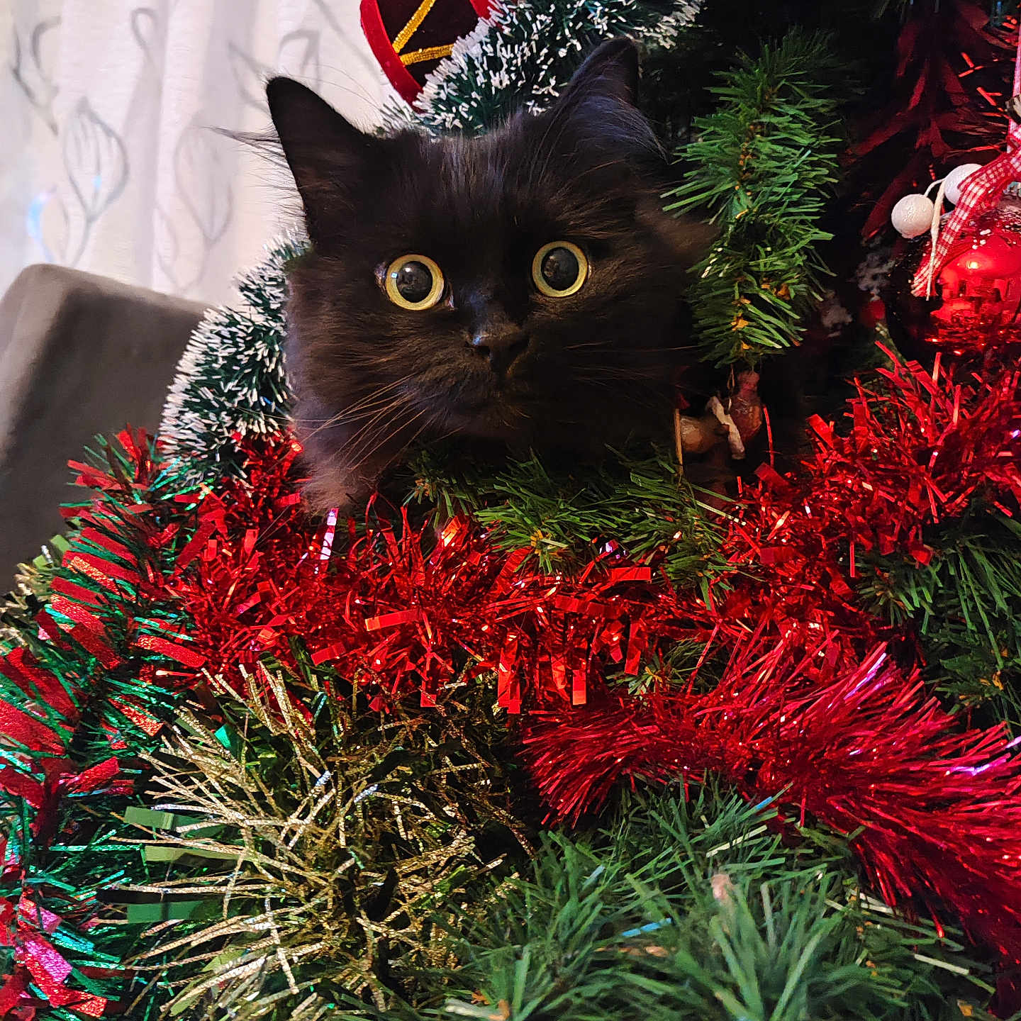 Isis participe au concours pour gagner de l'argent avec cette photo : animal, black_cat, cat, christmas_tree, curious, decorations, face, festive, fur, gold_tinsel, greenery, holiday, holiday_decor, indoor, ornament, pet, red_tinsel, tinsel, whiskers, wide_eyes