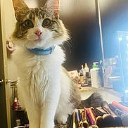 Salem is registered to the contest to win money with this photo: