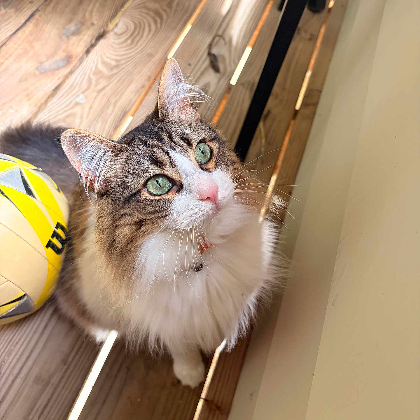 Salem joined the competition — help win amazing prizes! cat, fluffy, green_eyes, wooden_deck, volleyball, pet, animal, curious, sunlight, fur, whiskers, pink_nose, indoor, collar, playful, close_up, domestic_cat, tabby, striped, cute