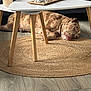 Oxo a rejoint le concours — aidez-le/la à gagner de superbes lots ! dog, sleeping, indoor, rug, coffee_table, wooden_legs, decor, figurines, couch, flooring, relaxation, pet, home_interior, peaceful, brown_dog, resting, living_room, modern_furniture, quiet, calm