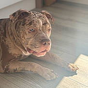 Oxo participe au concours pour gagner de l'argent avec cette photo : dog, brindle, indoor, wooden_floor, sunlight, relaxed, pet, animal, laying_down, closeup, canine, domestic_animal, flooring, light_and_shadow, paw, ear, snout, fur, quiet, peaceful