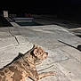 Oxo a rejoint le concours — aidez-le/la à gagner de superbes lots ! dog, spotted_dog, outdoor, night, pool, stone_patio, shadow, relaxing, animal, pet, quiet, calm, canine, resting, backyard, evening, light, spotlight, surface, texture