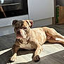 dog, lounge, sunlight, wooden_floor, kitchen, brindle_coat, pet, home, relaxation, canine, flooring, domestic, animal, resting, indoor, shadow, light, paw, ears, nose