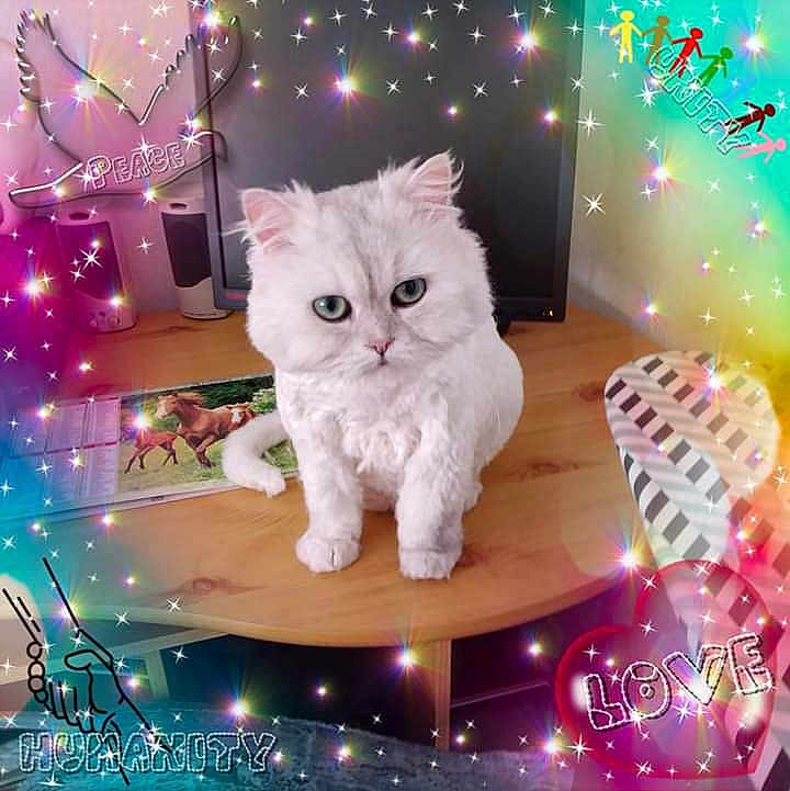 Perle