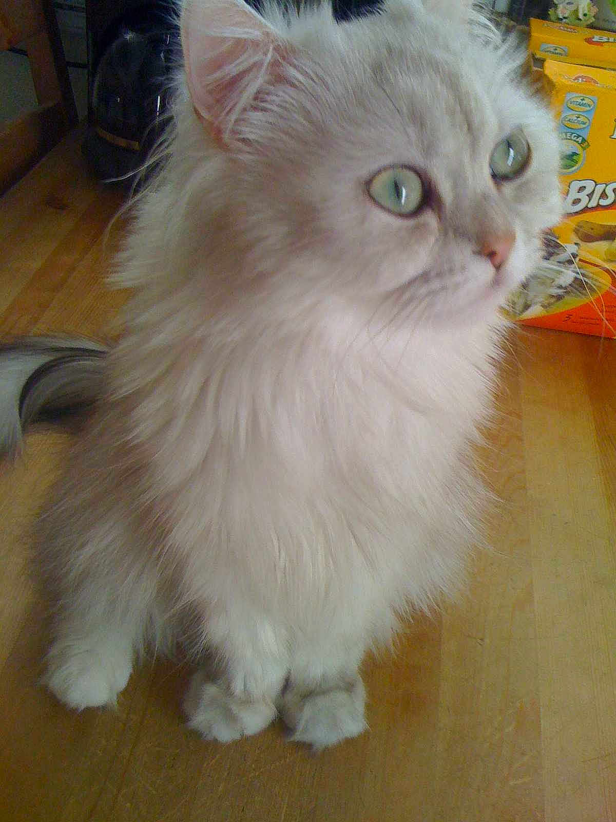 Perle