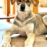 Asha is registered to the contest to win money with this photo: animal, brown, canine, closeup, dog, ears, eyes, floor, fur, gray, indoor, laying, looking, pet, portrait, puppy, relaxed, tile, white, young