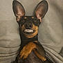 Toska participe au concours pour gagner de l'argent avec cette photo : dog, pet, lying_down, blanket, cute, funny, ears_up, smile, teeth, brown, black, fur, canine, indoors, resting, closeup, animal, playful, portrait, expression