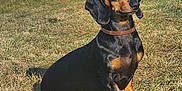 Toska a rejoint le concours — aidez-le/la à gagner de superbes lots ! dog, dachshund, pet, grass, outdoor, garden, sunlight, black_and_tan, collar, animal, canine, sitting, fence, plant, leaf, nature, summer, small_dog, mammal, domestic_animal