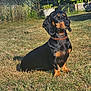 dog, dachshund, pet, grass, outdoor, garden, sunlight, black_and_tan, collar, animal, canine, sitting, fence, plant, leaf, nature, summer, small_dog, mammal, domestic_animal