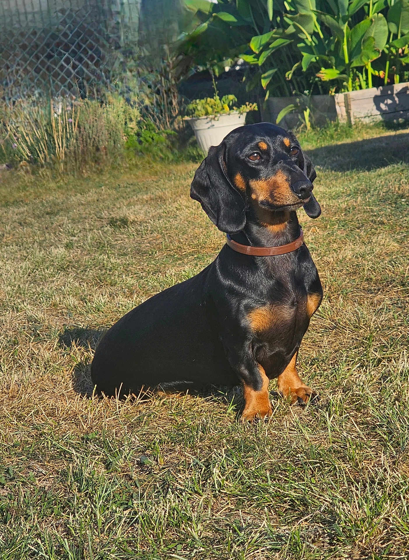 Toska a rejoint le concours — aidez-le/la à gagner de superbes lots ! dog, dachshund, pet, grass, outdoor, garden, sunlight, black_and_tan, collar, animal, canine, sitting, fence, plant, leaf, nature, summer, small_dog, mammal, domestic_animal