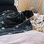 dog, blanket, bed, chair, indoor, cozy, resting, star_pattern, pink, black, decor, fur, pet, relaxed, soft, comfort, animal, home, furniture, warm