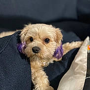 Coco is registered to the contest to win money with this photo: dog, small_dog, fluffy, purple_ears, pet, cute, canine, indoor, couch, relaxing, fur, animal, companion, looking_at_camera, black_nose, domestic_animal, living_room, cozy, portrait, laying_down