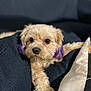 dog, small_dog, fluffy, purple_ears, pet, cute, canine, indoor, couch, relaxing, fur, animal, companion, looking_at_camera, black_nose, domestic_animal, living_room, cozy, portrait, laying_down