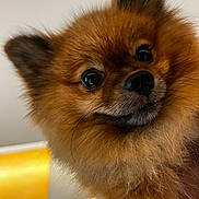Lambo joined the competition — help win amazing prizes! dog, pomeranian, fluffy, close_up, pet, animal, indoors, brown_fur, cute, face, ears, whiskers, small_dog, curious, portrait, furry, domestic_animal, companion, canine, friendly