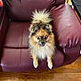 Lambo joined the competition — help win amazing prizes! dog, pomeranian, fluffy, pet, indoor, leather_chair, maroon, happy, tongue_out, small_dog, wooden_floor, table, furniture, cute, animal, companion, sitting, looking_up, home, cozy