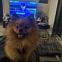Lambo is registered to the contest to win money with this photo: dog, pomeranian, pet, living_room, television, cage, furniture, happy, tongue_out, fluffy, indoor, blanket, decor, wall_art, plant, dark, smiling, cute, canine, cozy