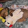 Forrest joined the competition — help win amazing prizes! puppy, dog, sleeping, toy, stuffed_animal, blanket, plush_toy, cozy, cute, brown_dog, resting, indoors, soft_texture, animal, pet, green_collar, napping, small_dog, snuggling, comfort