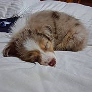 Rowdy joined the competition — help win amazing prizes! animal, bed, brown, canine, cozy, cute, domestic_animal, fluffy, furry, indoors, peaceful, pet, puppy, relaxation, resting, sleeping, soft_texture, tan, white_bedspread, young_dog