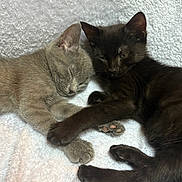 Odi is registered to the contest to win money with this photo: cat, kitten, sleeping, gray_cat, black_cat, cuddle, paw_holding, pet, feline, cute, fur, whiskers, indoor, resting, soft_blanket, companionship, animal, adorable, cozy, nap