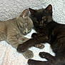 cat, kitten, sleeping, gray_cat, black_cat, cuddle, paw_holding, pet, feline, cute, fur, whiskers, indoor, resting, soft_blanket, companionship, animal, adorable, cozy, nap