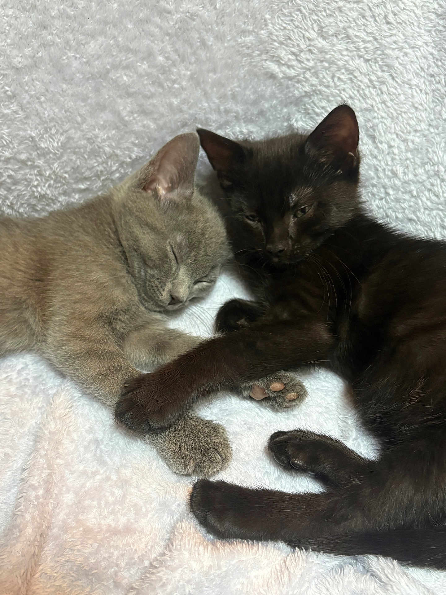 Odi is registered to the contest to win money with this photo: cat, kitten, sleeping, gray_cat, black_cat, cuddle, paw_holding, pet, feline, cute, fur, whiskers, indoor, resting, soft_blanket, companionship, animal, adorable, cozy, nap