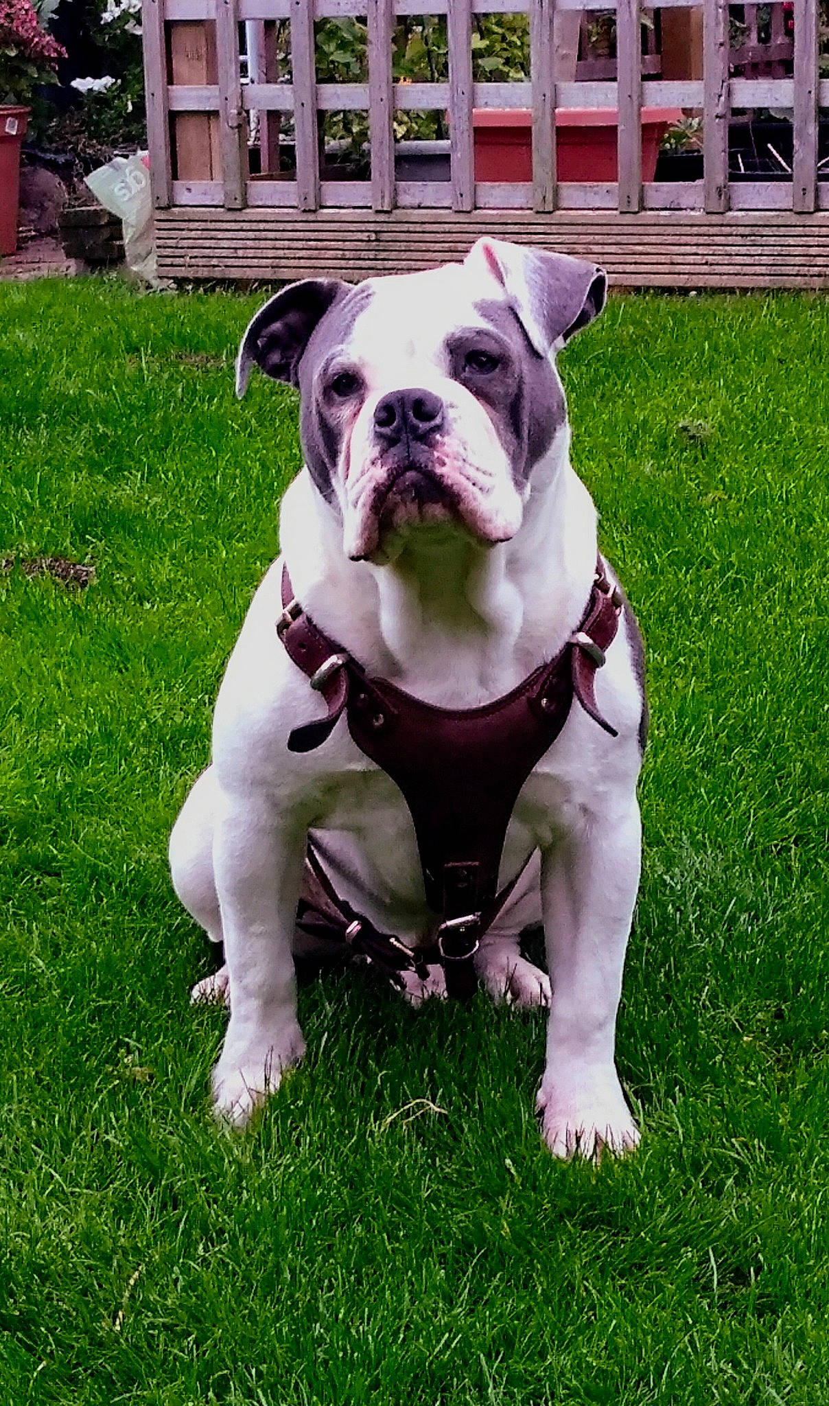 Chief is registered to the contest to win money with this photo: bulldog, canidae, carnivore, collar, companion_dog, dog, dog_breed, dog_collar, fawn, grass, molosser, plant, snout, sporting_group, toy_dog, tree, window, working_animal, working_dog, wrinkle