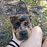 Bane is registered to the contest to win money with this photo: dog, pet, animal, portrait, closeup, brown_fur, black_fur, tan markings, blue_eyes, nose, ears, outdoor, woodland, grass, dirt, park, human_lap, wristbands, candid, friendly
