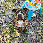 Bane joined the competition — help win amazing prizes! dog, brindle, pet, animal, portrait, outdoor, yard, grass, dirt, sitting, looking_at_camera, collar, white_chest, floppy_ears, short_hair, brown_coat, black_muzzle, baby_toy, activity_table, backyard