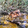 dog, brindle, outdoors, forest, jungle, creek, stream, water, log, moss, trees, branches, nature, wilderness, animal, pet, collar, standing, reflection, sunlight