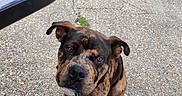 Bane joined the competition — help win amazing prizes! dog, canine, brown_dog, black markings, sitting, outdoor, pavement, cracked_ground, car_door, vehicle, pet, collar, leash, floppy_ears, short_hair, front_facing, looking_at_camera, animal_portrait, daylight, street