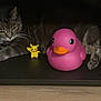 Ash joined the competition — help win amazing prizes! cat, rubber_duck, pikachu, toy, shelf, furniture, indoor, wooden_floor, paw, whiskers, grey_tabby, plastic_toy, playful, pet, animal, close_up, low_light, cozy, sitting, eyes