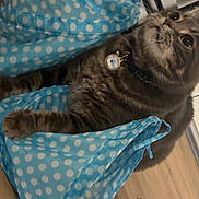Ash is registered to the contest to win money with this photo: cat, tabby, pet, collar, id_tag, polka_dot_bag, blue_bag, bag, indoor, wooden_floor, whiskers, ears, wide_eyes, sitting, fur, cute, domestic_animal, floor, striped_fur, portrait