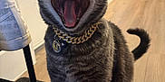 Ash joined the competition — help win amazing prizes! cat, feline, yawning, open_mouth, teeth, tongue, whiskers, collar, gold_chain, pet_tag, sitting, indoor, hardwood_floor, kitchen, oven, shoe, nike, mat, portrait, playful
