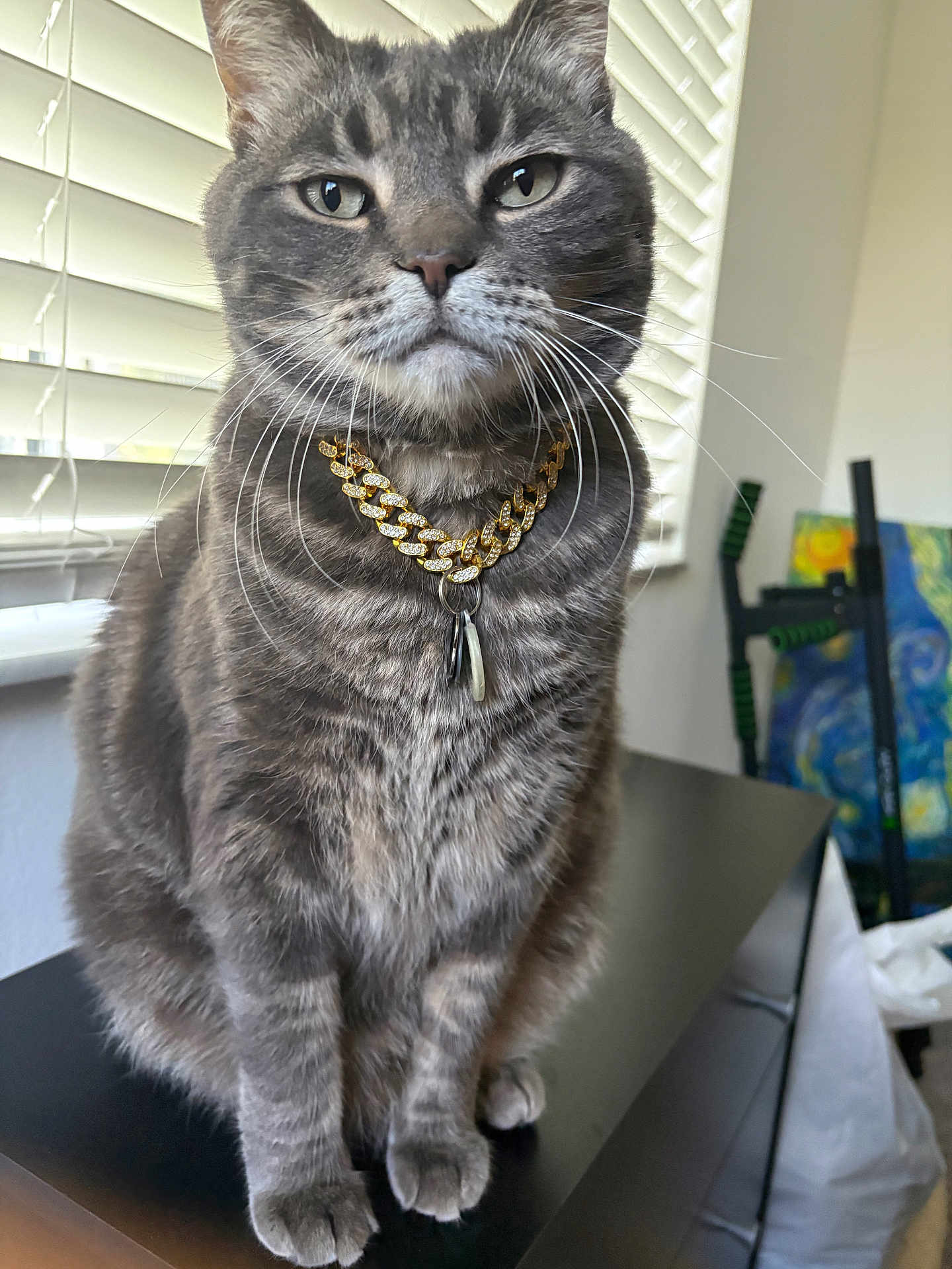 Ash joined the competition — help win amazing prizes! cat, feline, tabby, gray_cat, adult_cat, pet, whiskers, gold_chain, necklace, sitting, paws, indoor, window_blinds, portrait, fur, close_up, unimpressed_expression, table_surface, home_interior, accessory