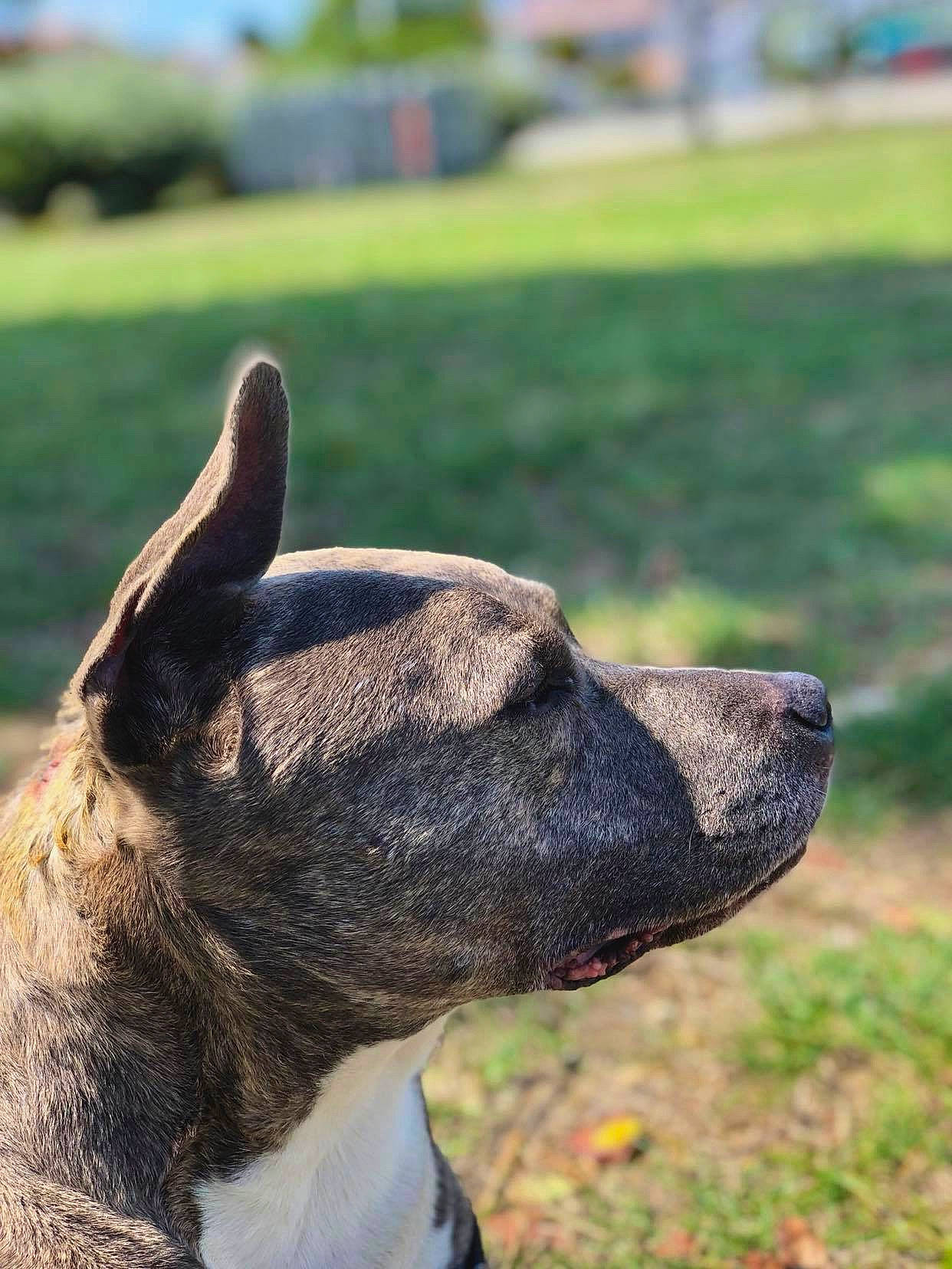 Guess a rejoint le concours — aidez-le/la à gagner de superbes lots ! alaunt, american_staffordshire_terrier, canidae, carnivore, cimarron_uruguayo, dog, dog_breed, fawn, mammal, non_sporting_group, snout, terrier, vertebrate