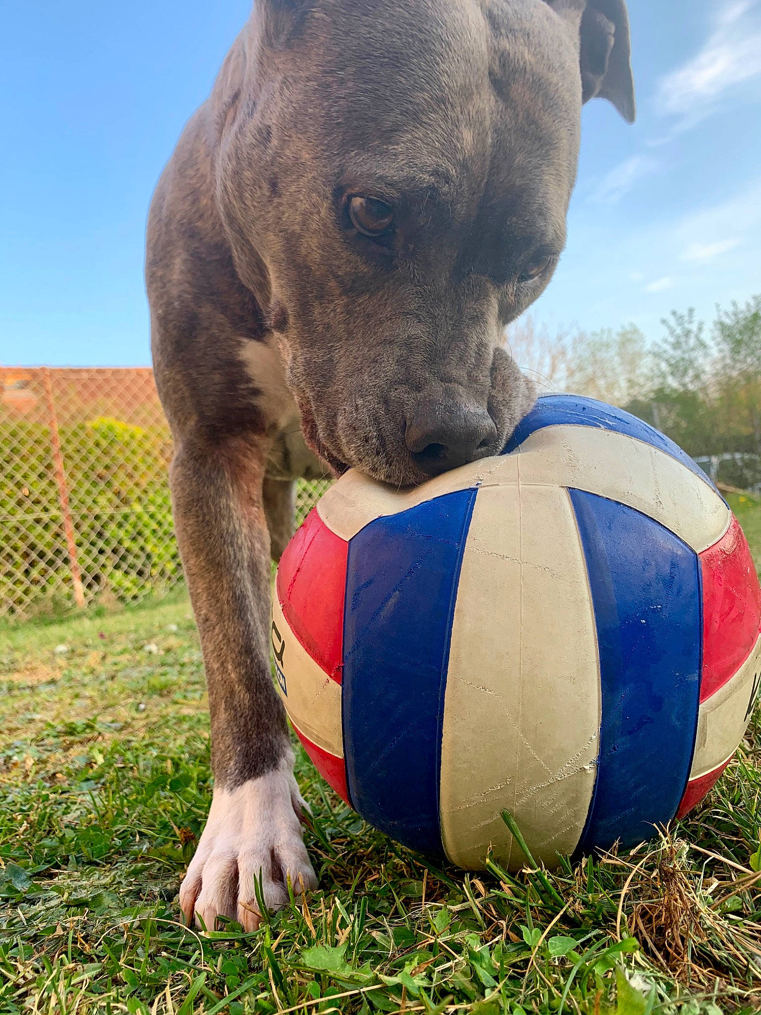 Guess a rejoint le concours — aidez-le/la à gagner de superbes lots ! american_pit_bull_terrier, ball, canidae, carnivore, dog, dog_breed, grass, snout, soccer_ball