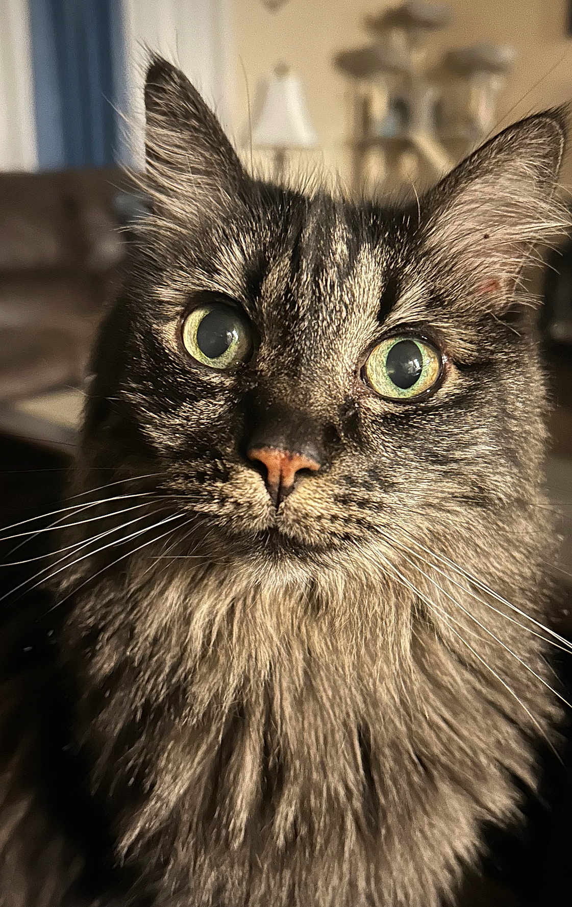 Mitzi is registered to the contest to win money with this photo: cat, tabby, green_eyes, close_up, fluffy, whiskers, indoor, furniture, lamp, portrait, pet, animal, fur, face, whisker, mammal, domestic_cat, curious, staring, background_blur