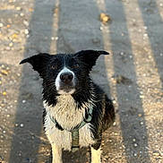 Vasco participe au concours pour gagner de l'argent avec cette photo : dog, border_collie, wet_fur, muddy, beach, sand, harness, ears, brown_eyes, sunlight, shadow, outdoor, animal, pet, cute, alert, sitting, looking_up, nature, daytime