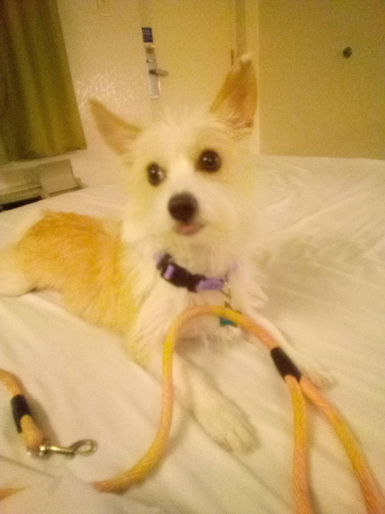 Cherbear joined the competition — help win amazing prizes! carnivore, collar, companion_dog, curtain, dog, dog_breed, dog_supply, fawn, fur, non_sporting_group, paw, small_terrier, snout, sporting_group, tail, terrestrial_animal, terrier, toy_dog, whiskers, working_animal