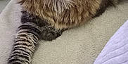 Flocon participe au concours pour gagner de l'argent avec cette photo : animal, blanket, cat, closeup, comfortable, cozy, feline, fur, green_eyes, indoor, paw, pet, purple_fabric, relaxed, resting, soft, striped, tabby_cat, texture, whiskers