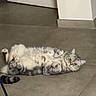 Flocon Riviere participe au concours pour gagner de l'argent avec cette photo : animal, belly, cat, curious, cute, domestic_cat, ears, feline, floor, gray_cat, home, indoor, lying_down, paws_up, pet, relaxed, resting, tabby, tiles, whiskers