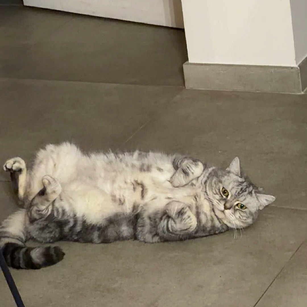 Flocon Riviere participe au concours pour gagner de l'argent avec cette photo : animal, belly, cat, curious, cute, domestic_cat, ears, feline, floor, gray_cat, home, indoor, lying_down, paws_up, pet, relaxed, resting, tabby, tiles, whiskers
