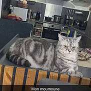 Flocon Riviere participe au concours pour gagner de l'argent avec cette photo : animal, appliances, cat, chair, couch, countertop, feline, indoor, kitchen, lamp, microwave, modern, pet, plant, pot, refrigerator, relaxed, tabby_cat, text_overlay, wood