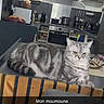 animal, appliances, cat, chair, couch, countertop, feline, indoor, kitchen, lamp, microwave, modern, pet, plant, pot, refrigerator, relaxed, tabby_cat, text_overlay, wood
